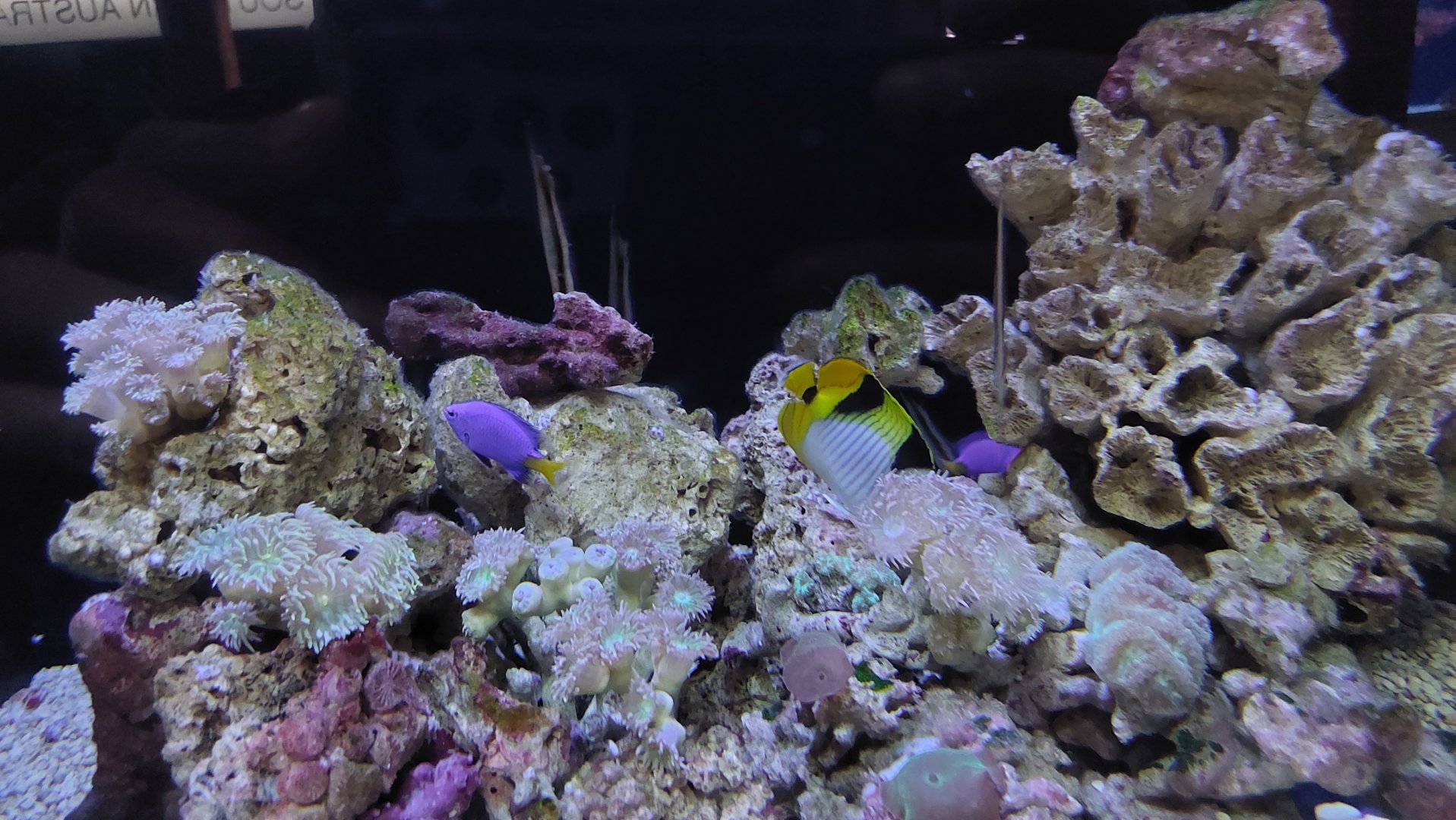 Damsel and Butterflyfish IDs
