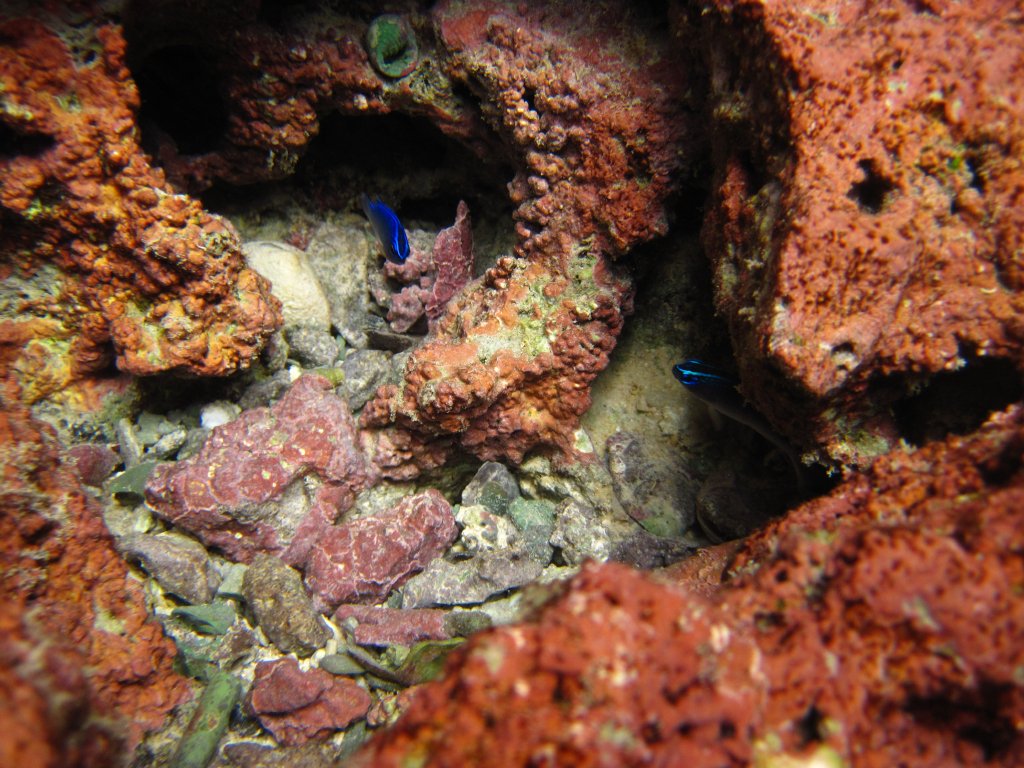 Damsel fish with neon stripes