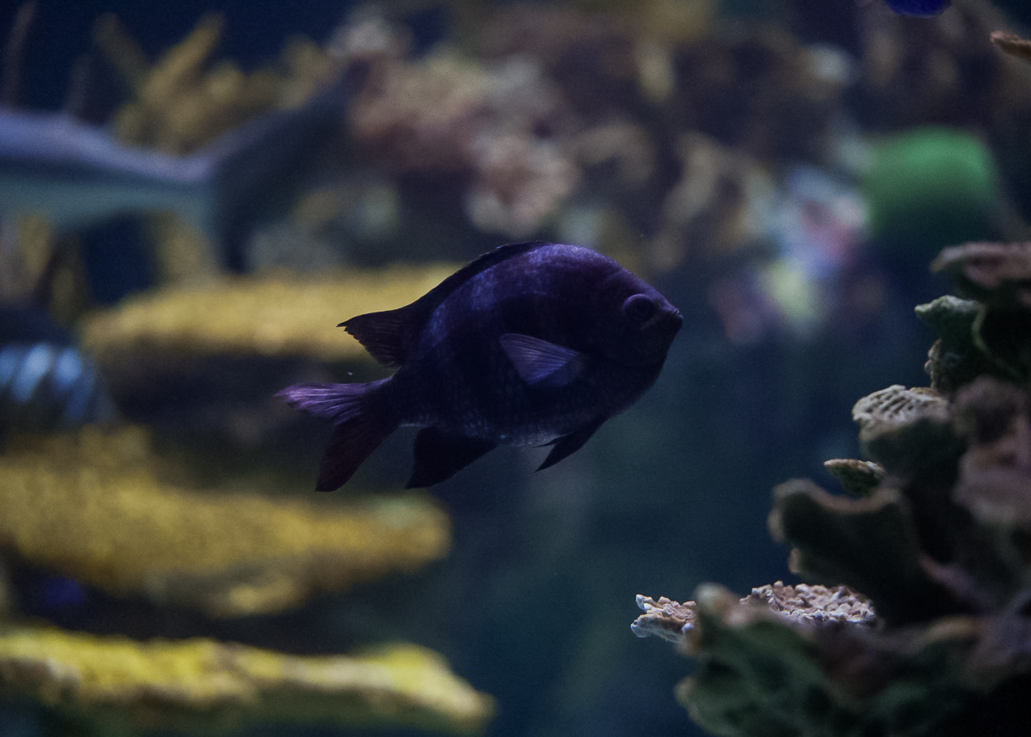 Damsel ID (Point Defiance Zoo & Aquarium)