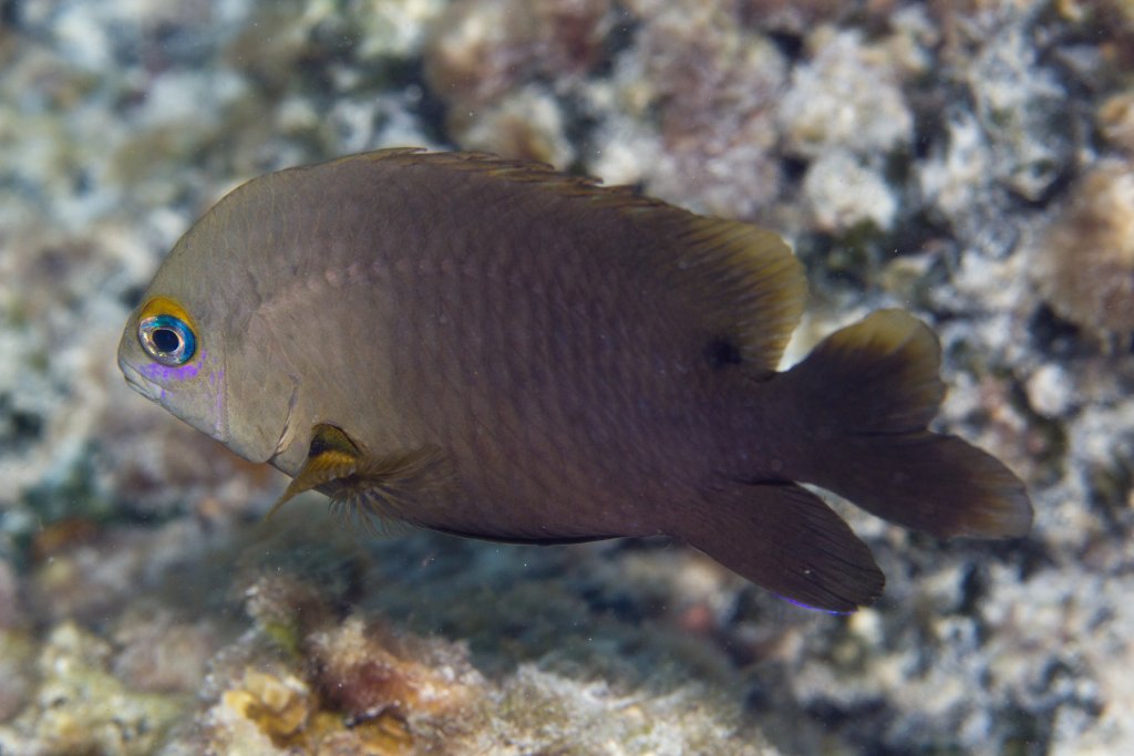 Damsel (Stegastes spp)
