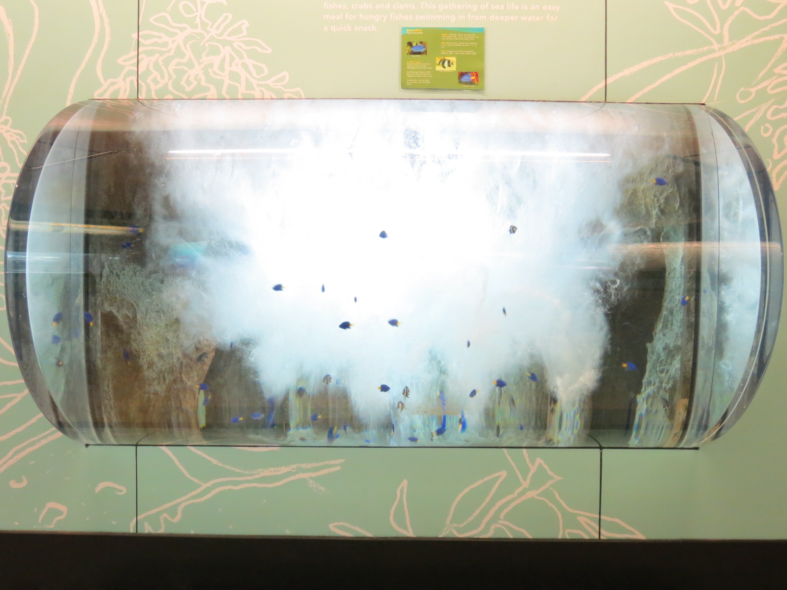 Damselfish Exhibit
