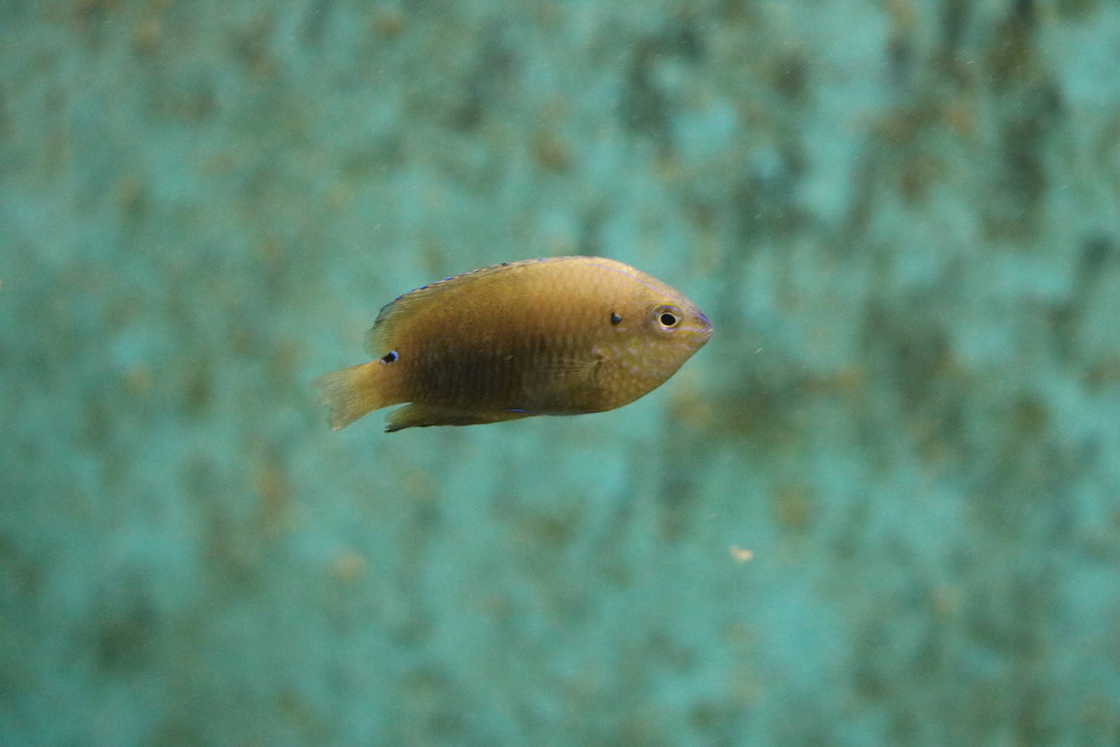 Damselfish, February 2016