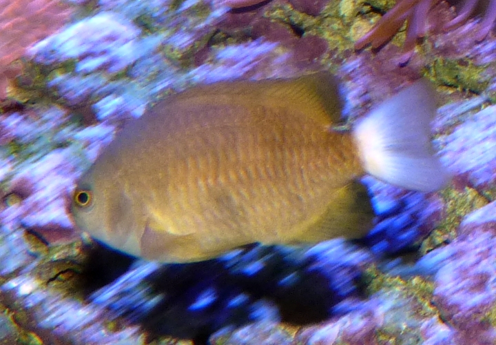 Damselfish for ID (Sevilla aquarium)