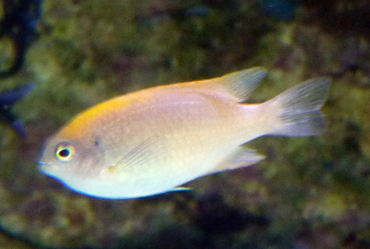 Damselfish for ID