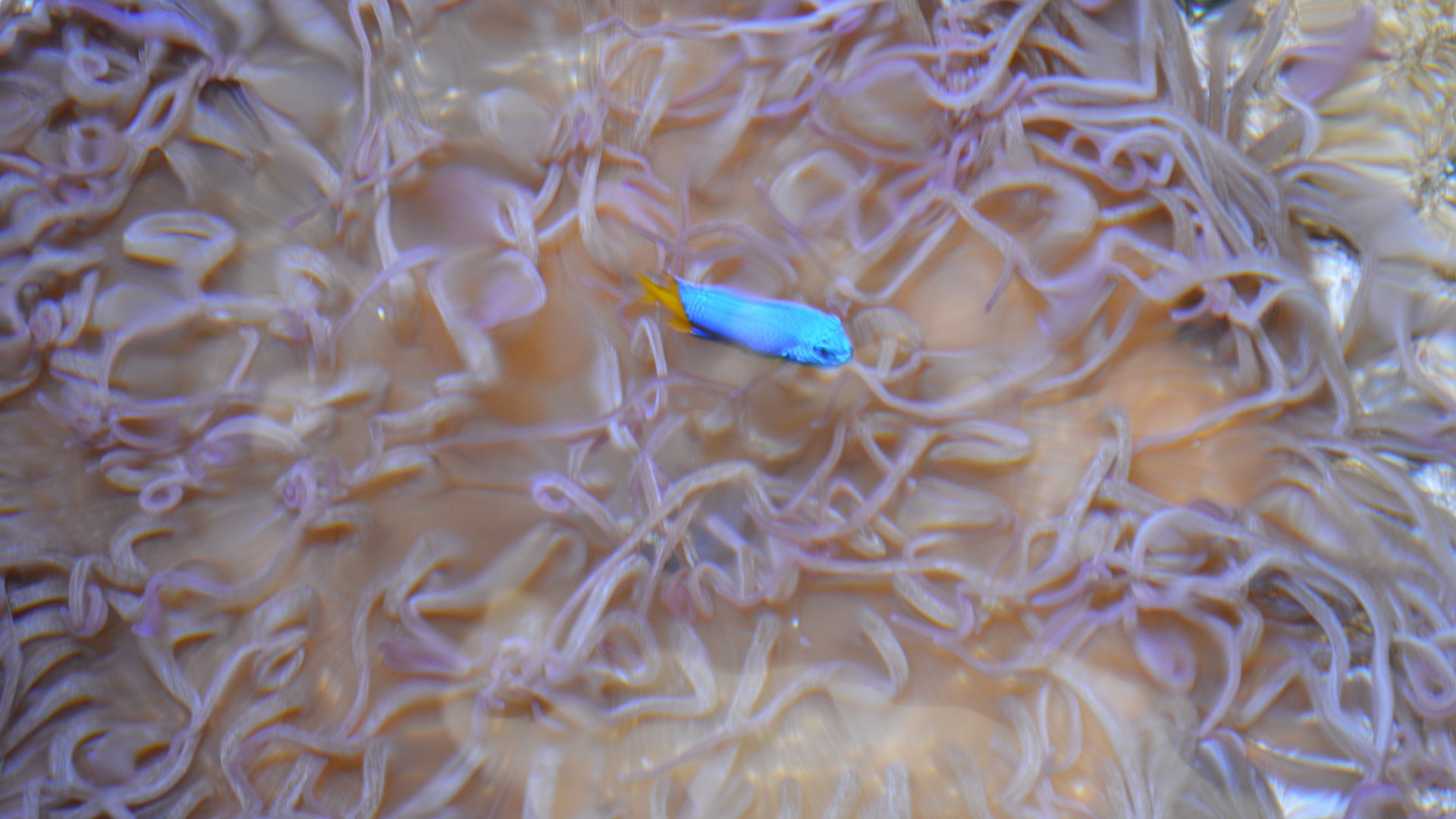 Damselfish ID (Chrysiptera sp?)