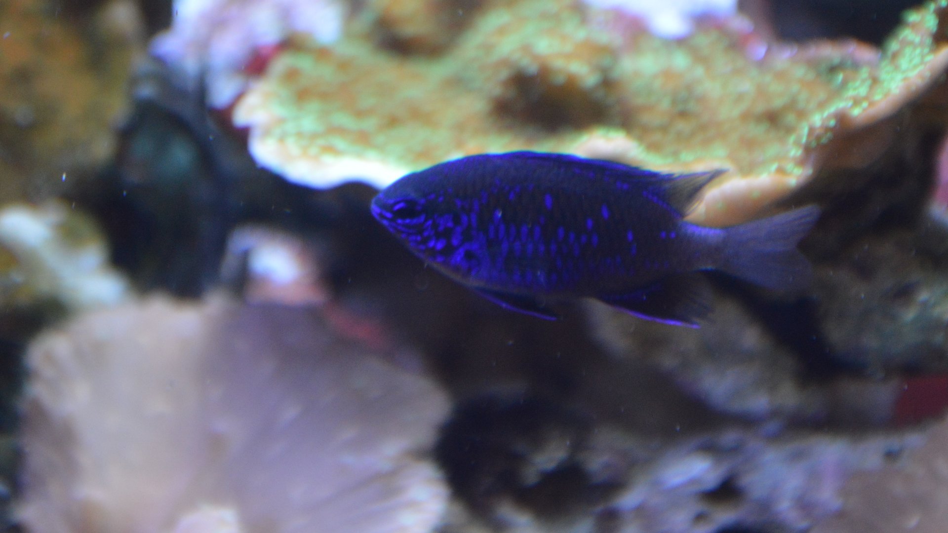 Damselfish ID (Monterey Bay Aquarium)