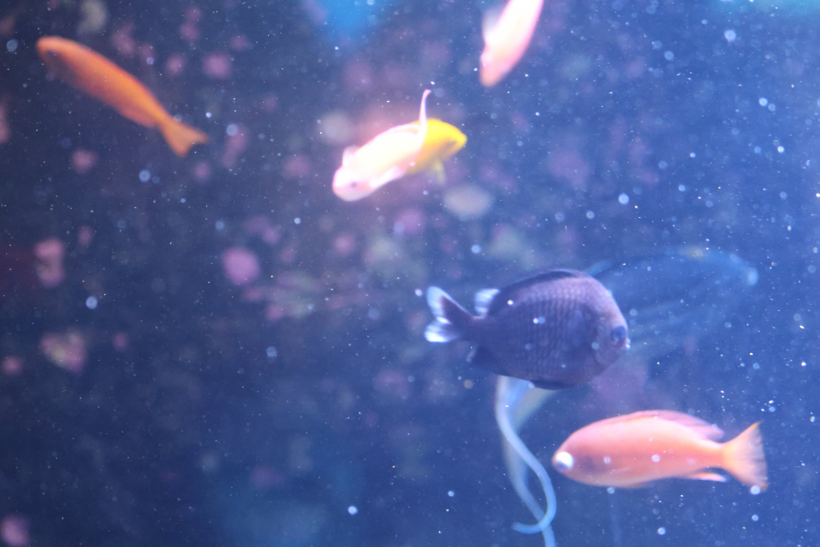 Damselfish ID? - SEA LIFE Sydney