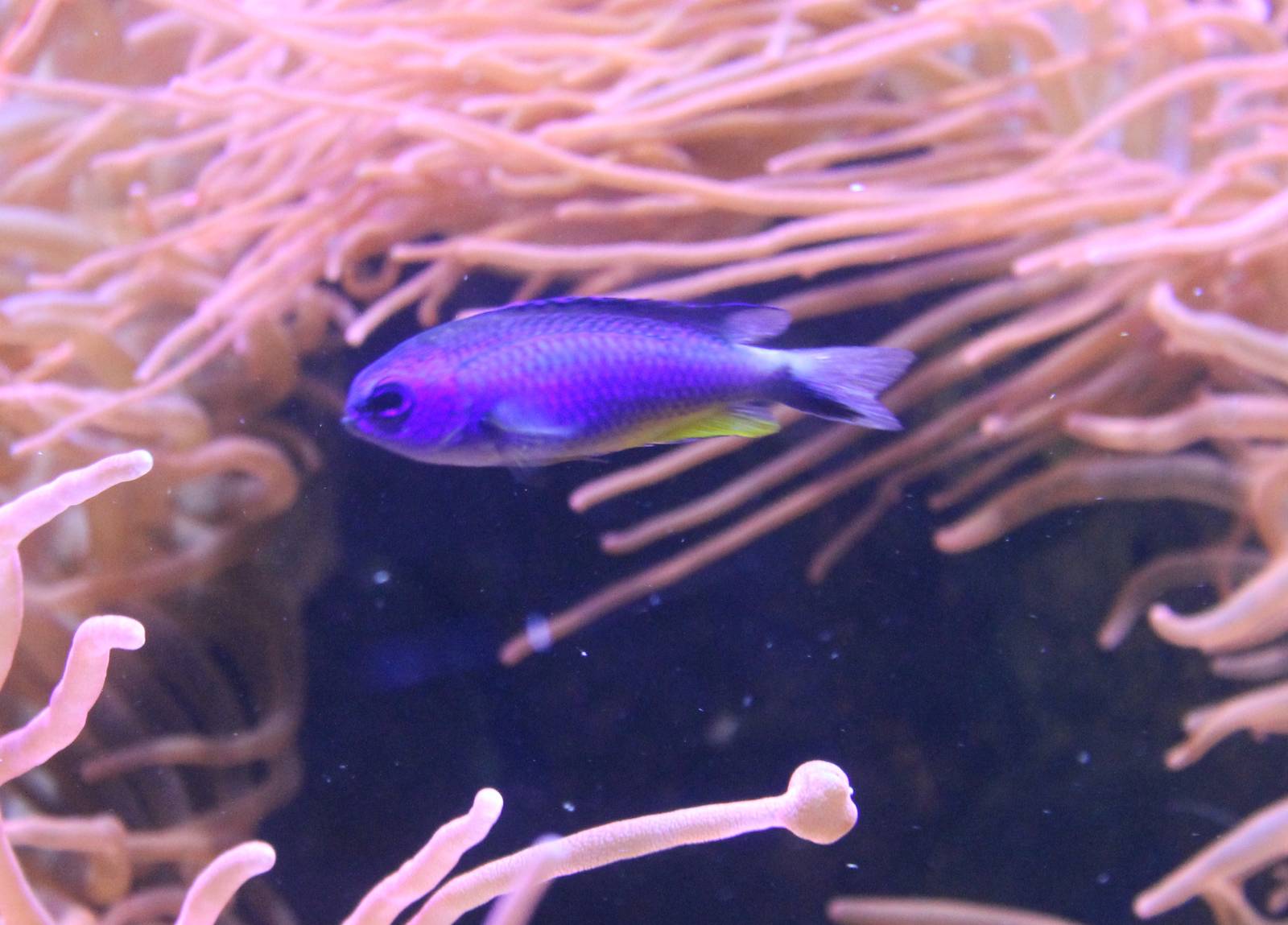 Damselfish ID