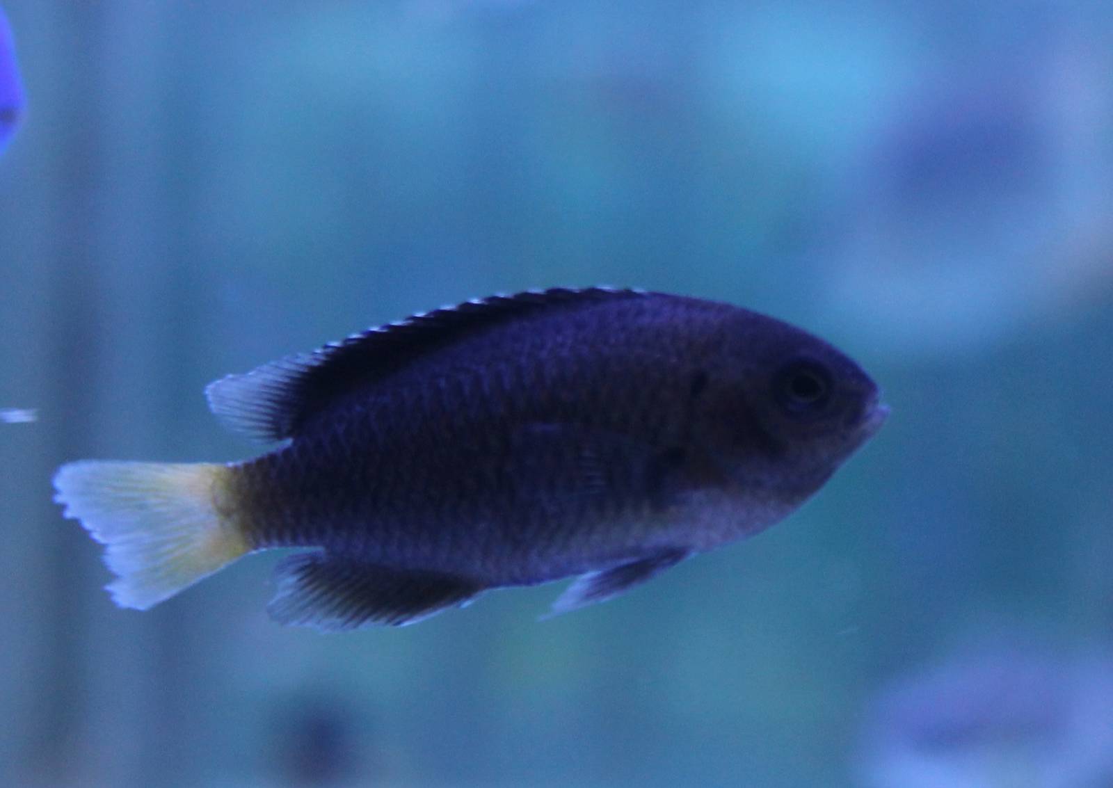 Damselfish ID