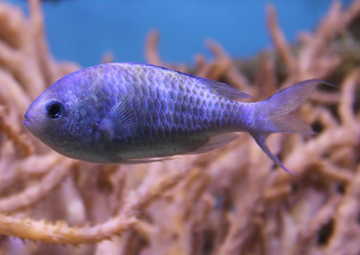 Damselfish ID