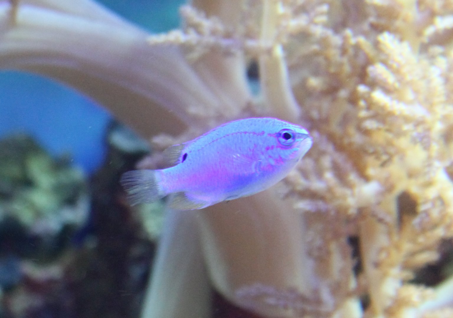 Damselfish ID