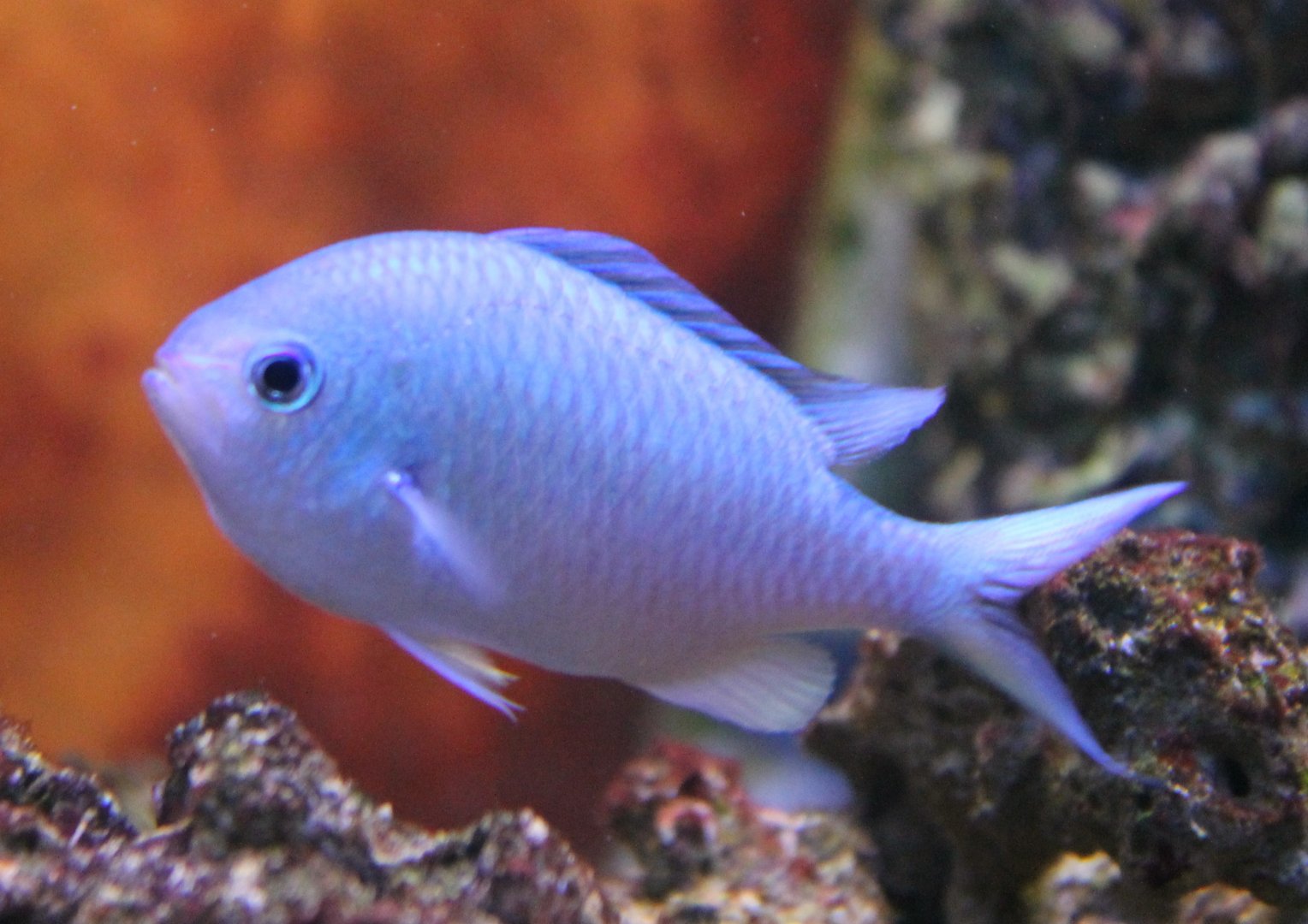 Damselfish ID