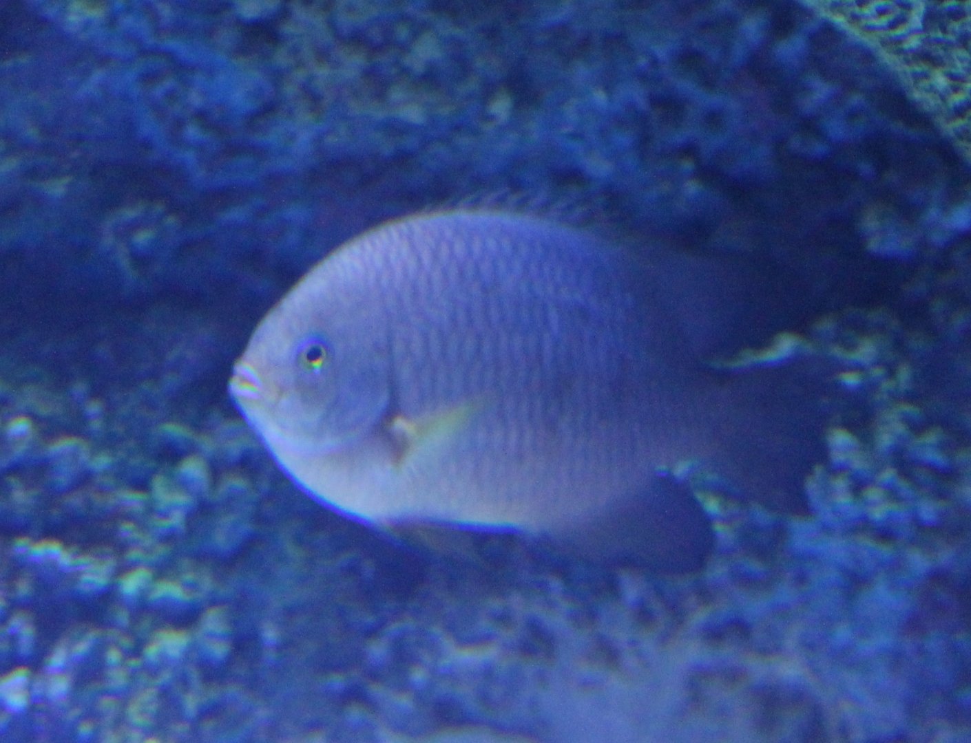 Damselfish ID
