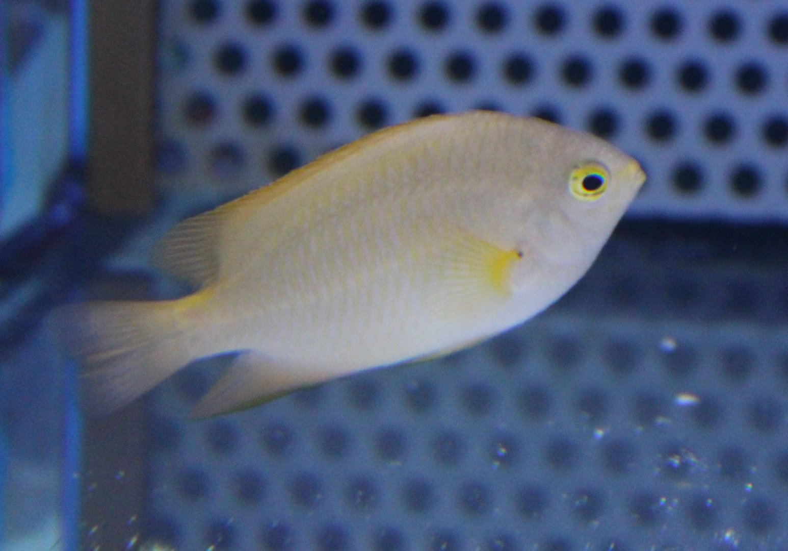 Damselfish ID