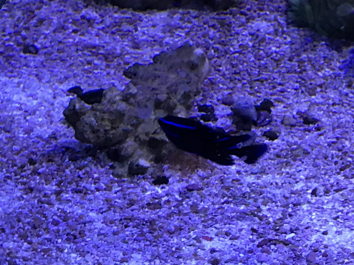 Damselfish ID?
