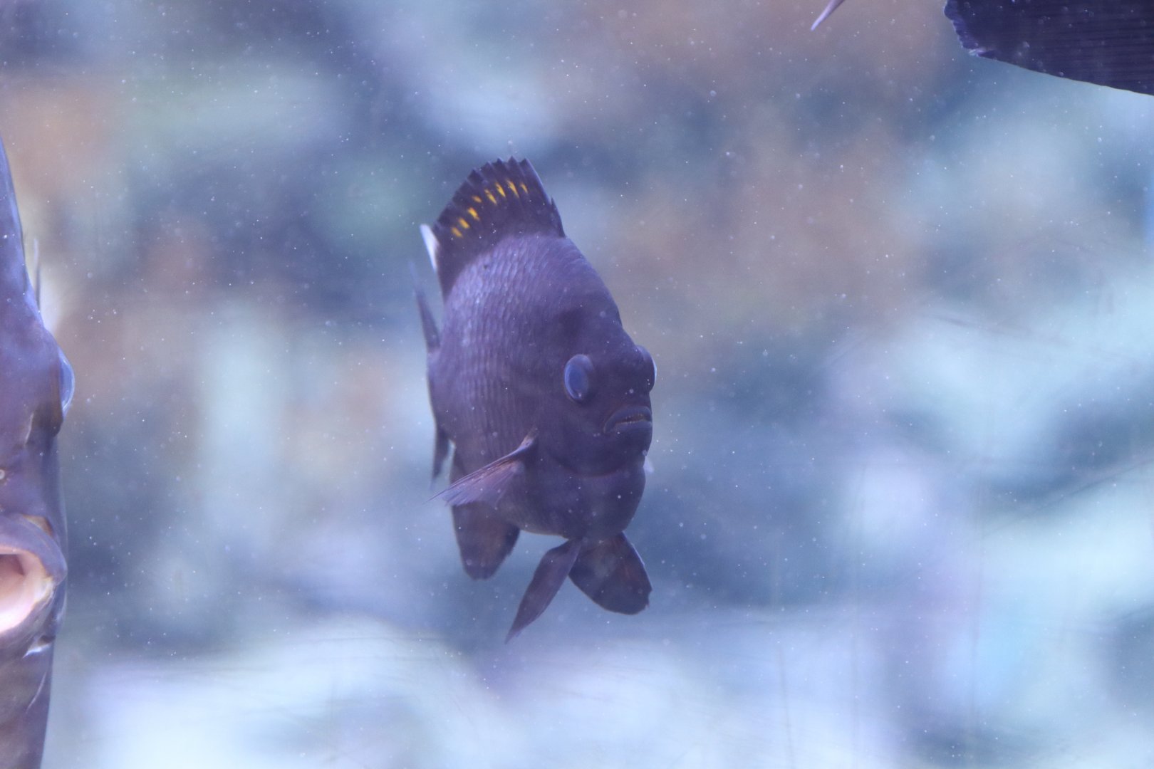 Damselfish ID