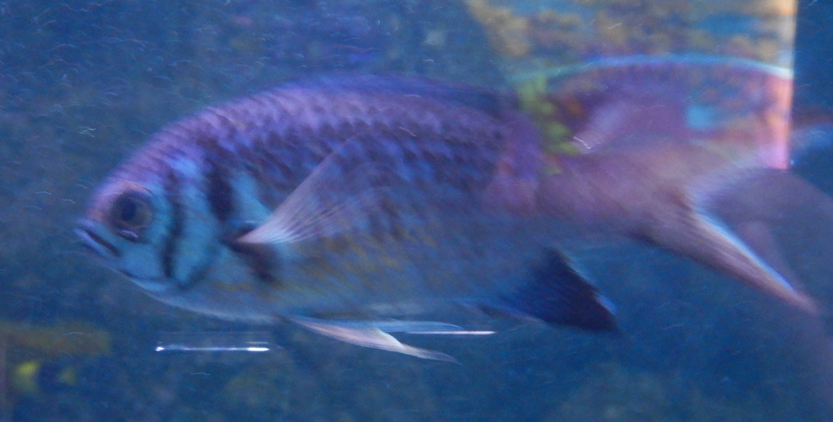 Damselfish ID?