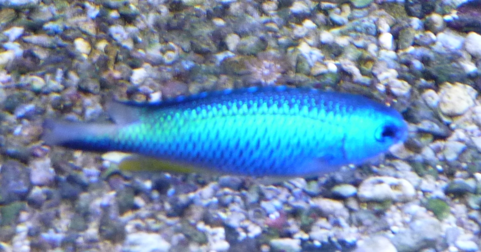 Damselfish ID