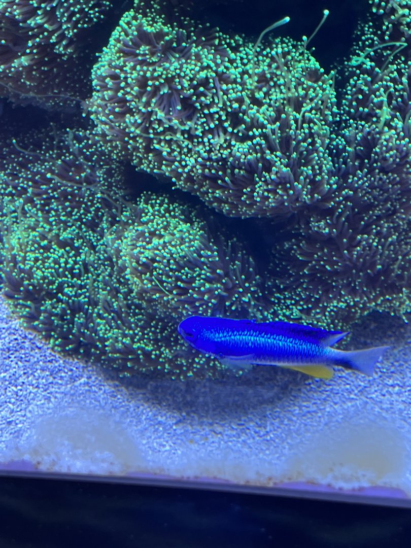 Damselfish ID
