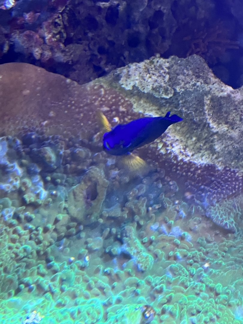 Damselfish ID