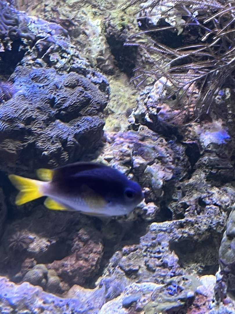 Damselfish ID