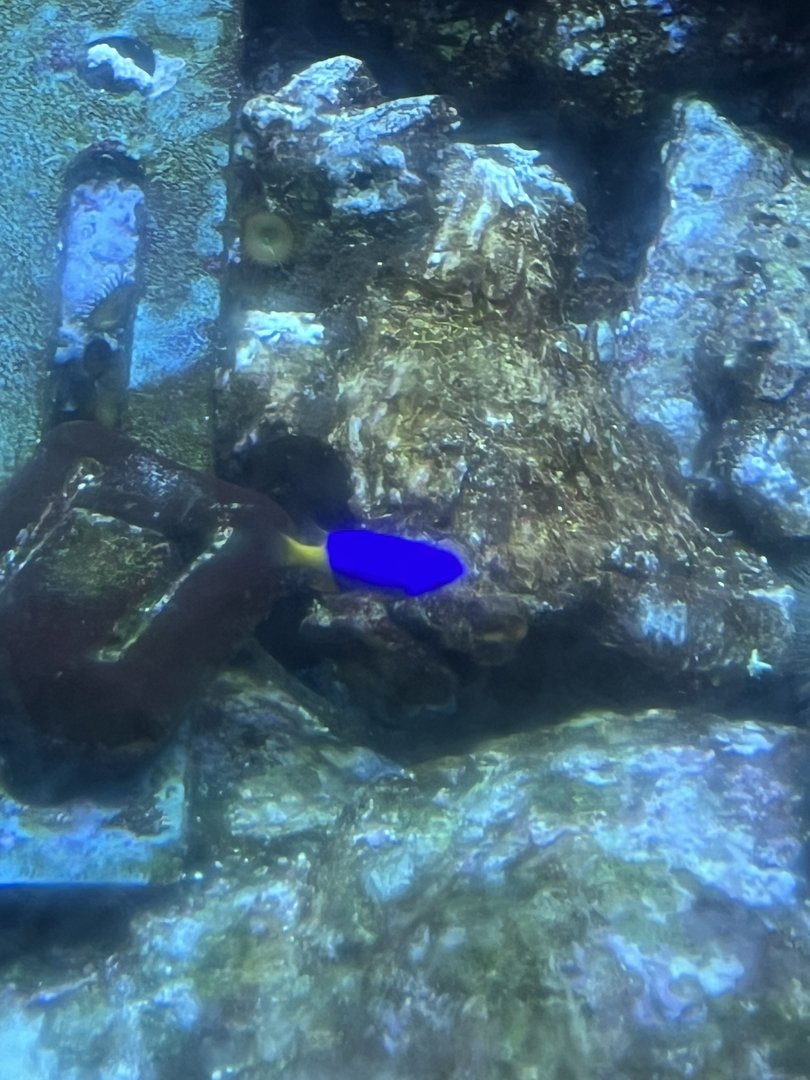 Damselfish ID