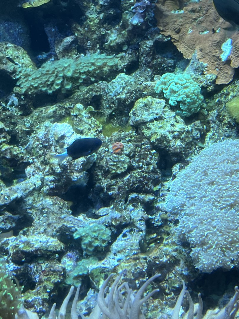 Damselfish ID