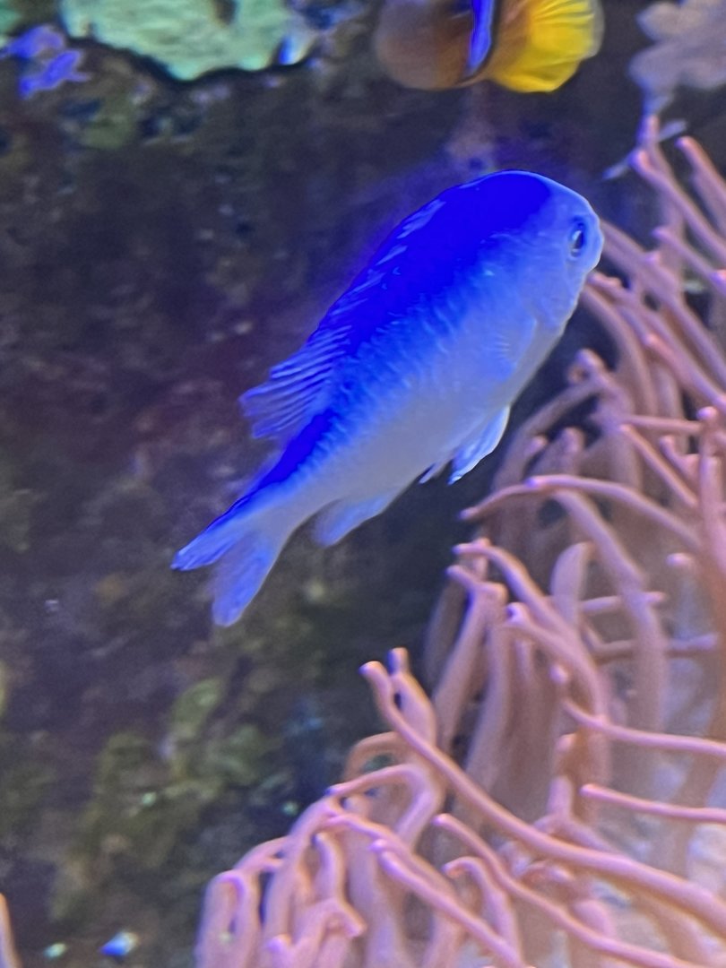 Damselfish ID