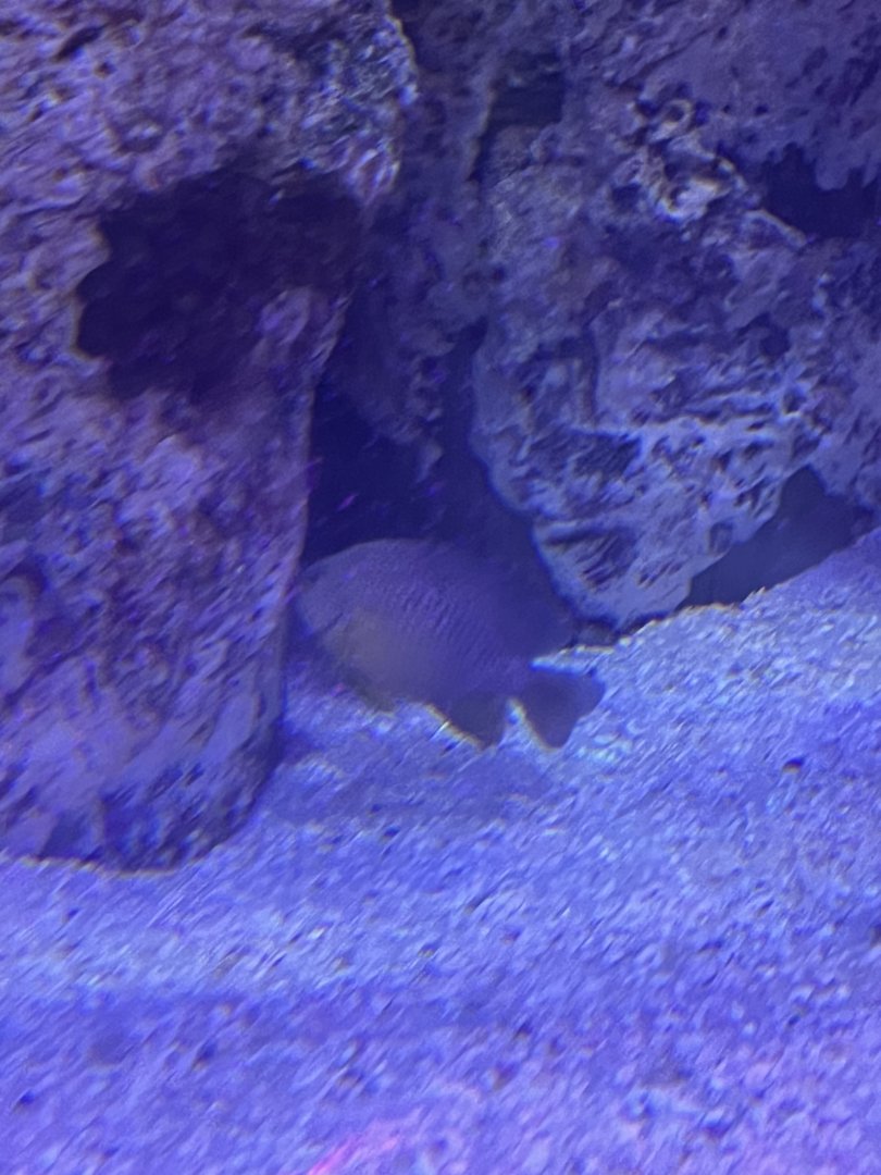 Damselfish ID
