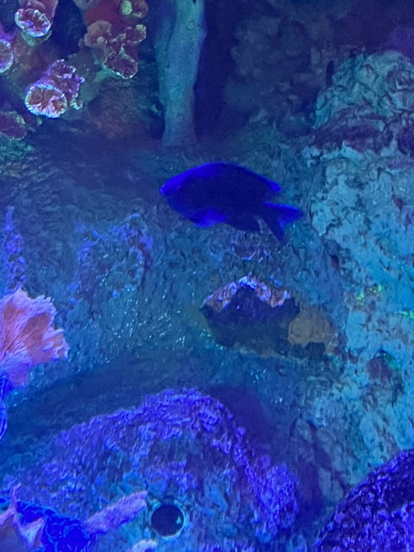 Damselfish ID