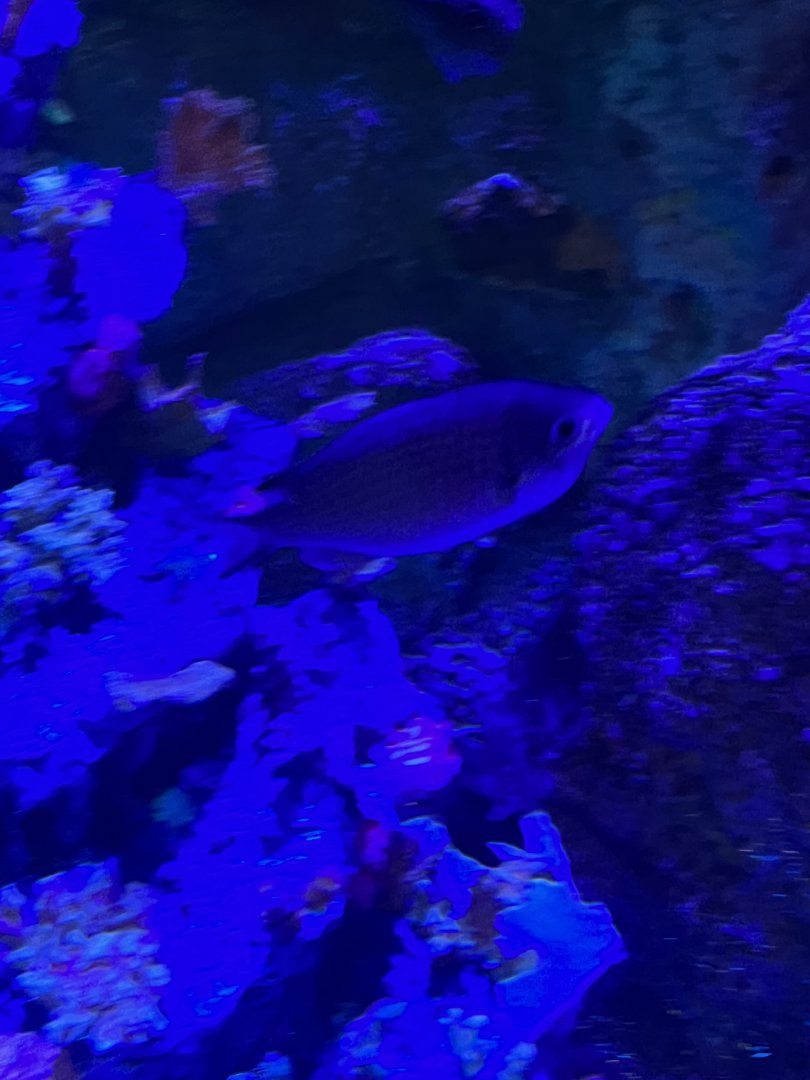 Damselfish ID