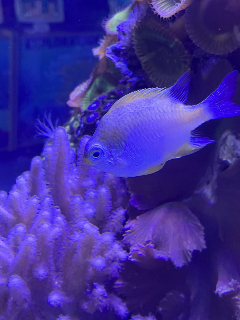 Damselfish ID