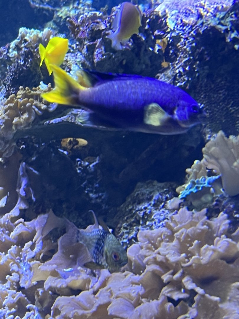 Damselfish(?) ID