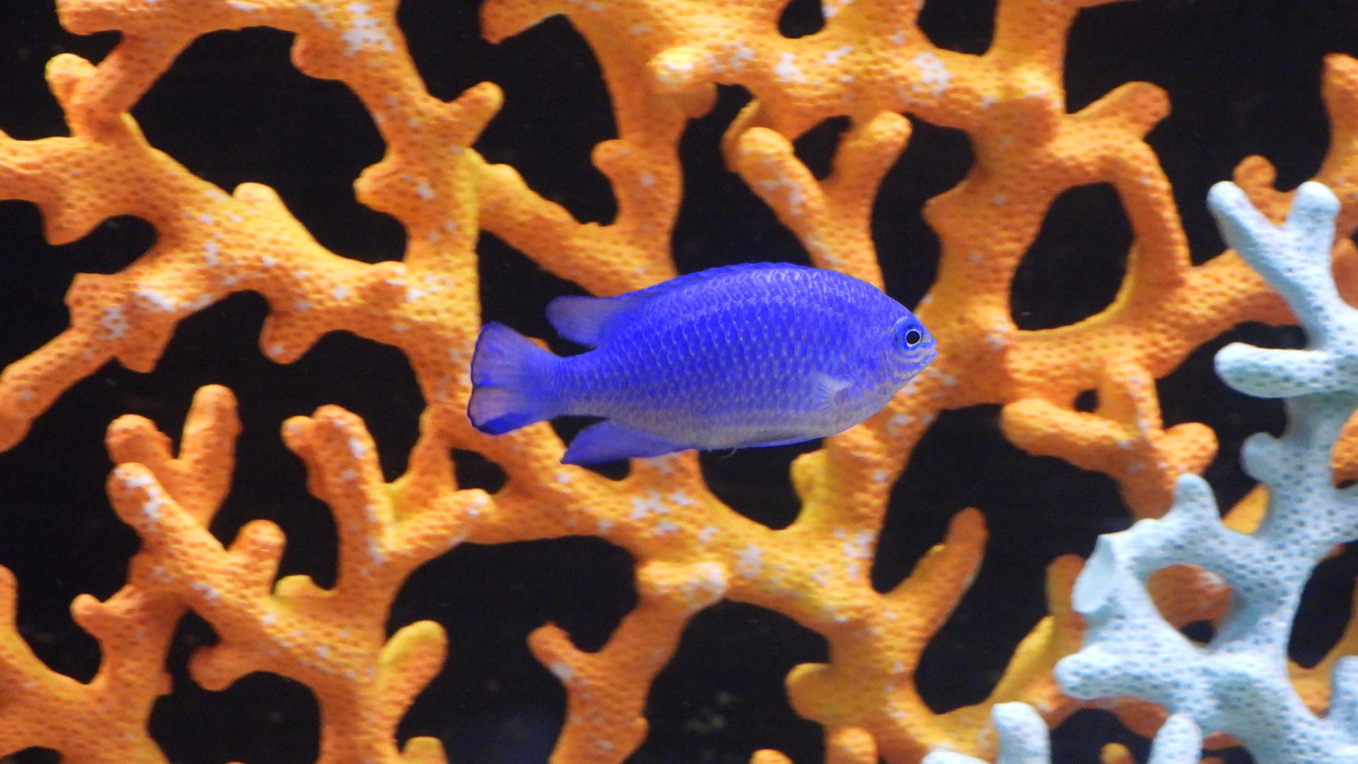 Damselfish (Las Vegas Natural History Museum)