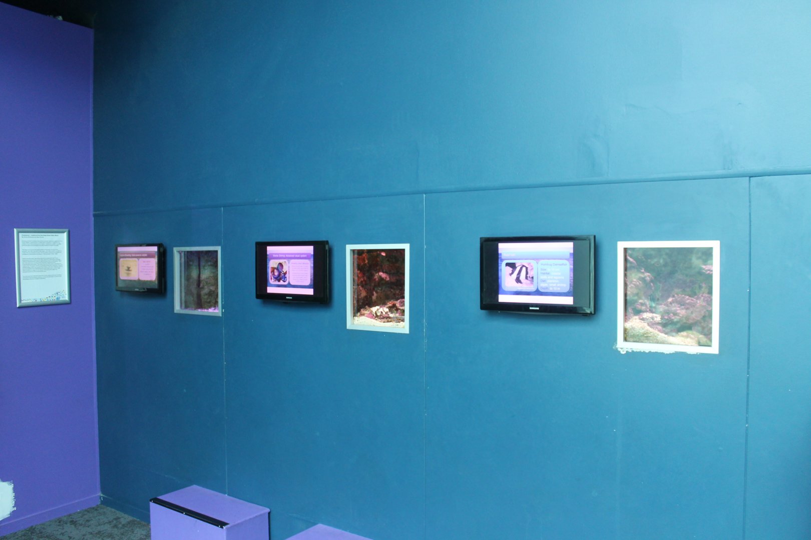 Damselfish, Mantis Shrimp and Jellyfish tanks