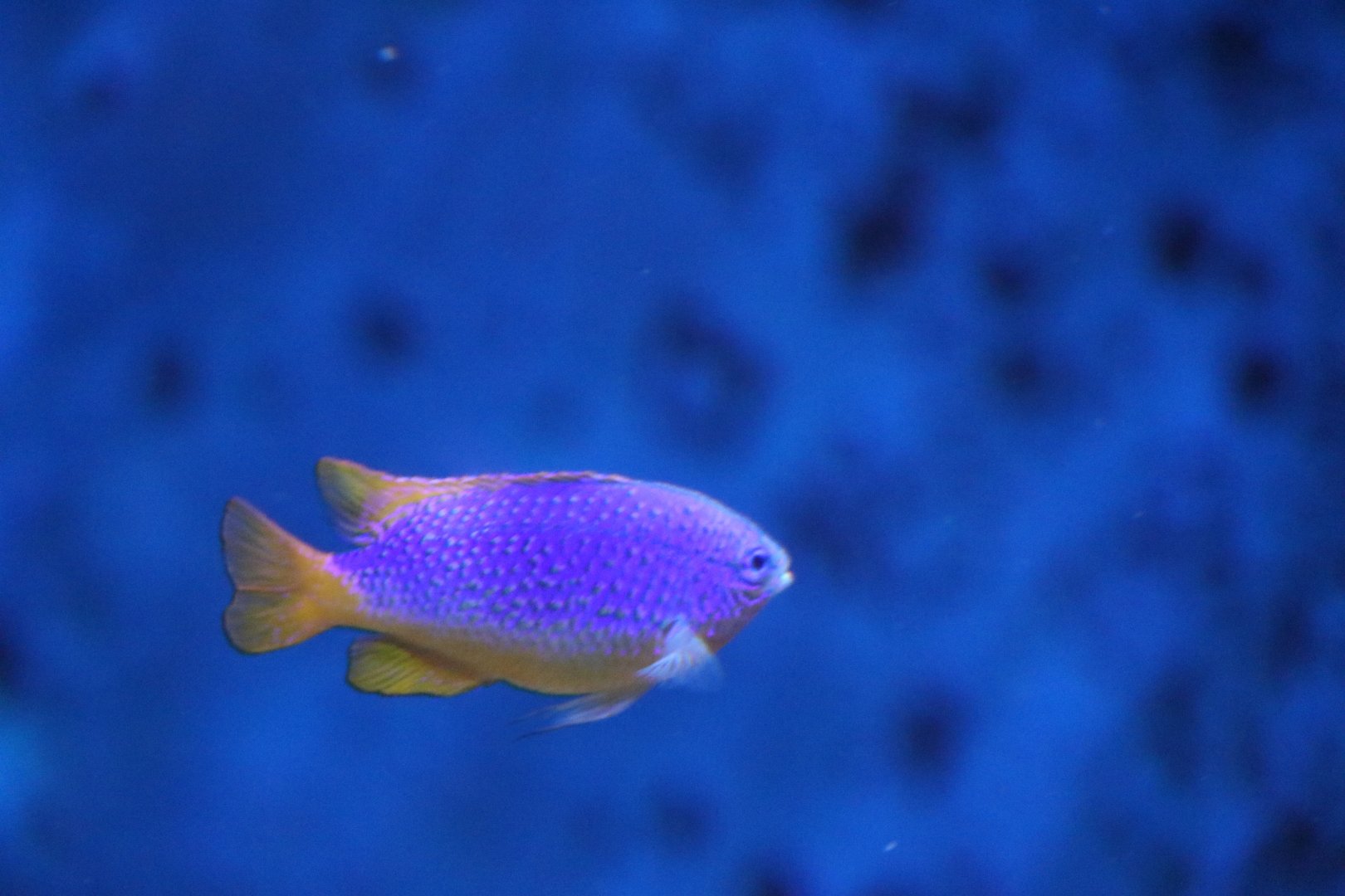 Damselfish sp?