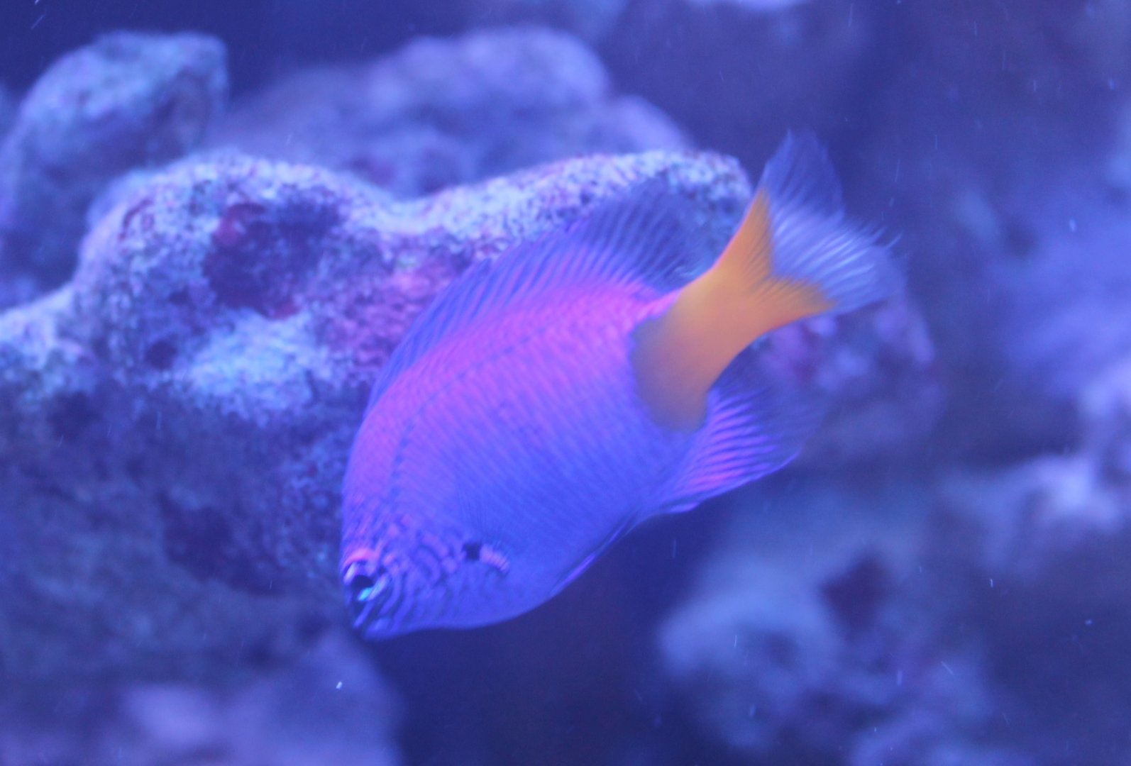 Damselfish Species
