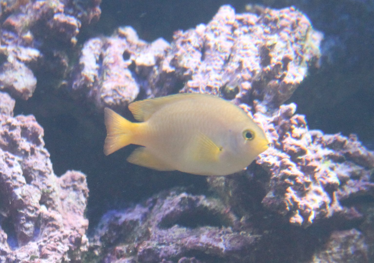 Damselfish-species