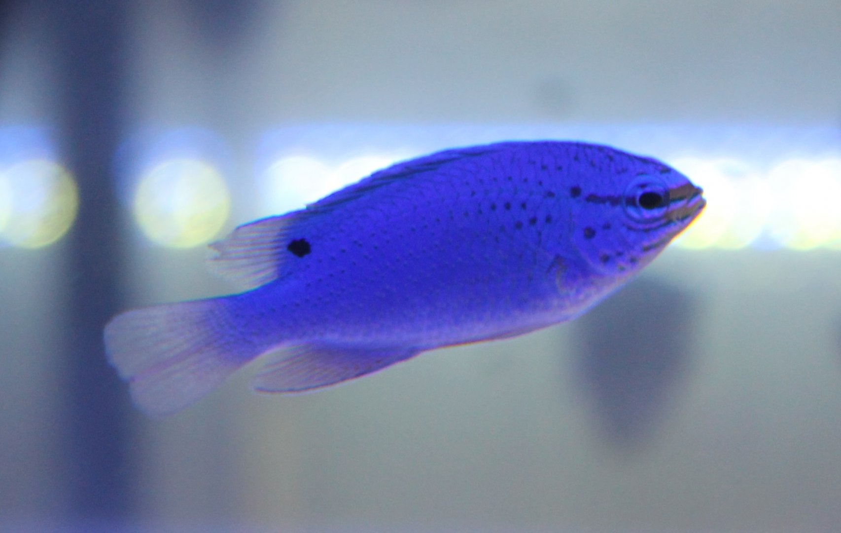 Damselfish