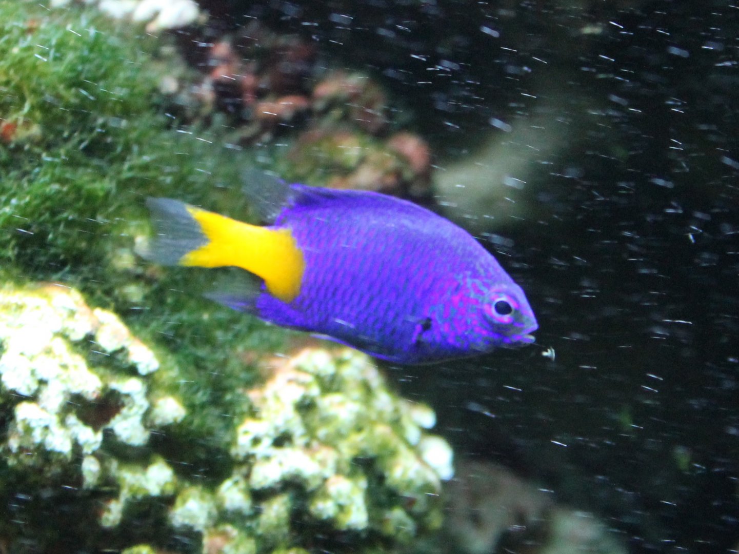 Damselfish