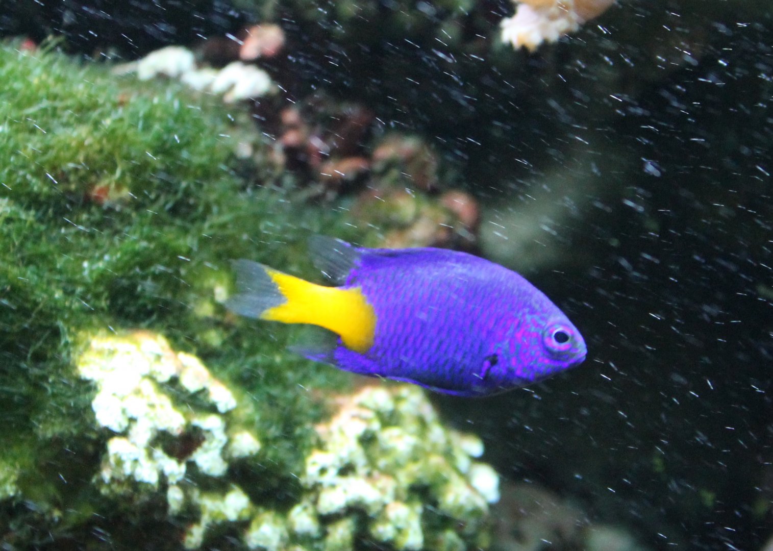 Damselfish