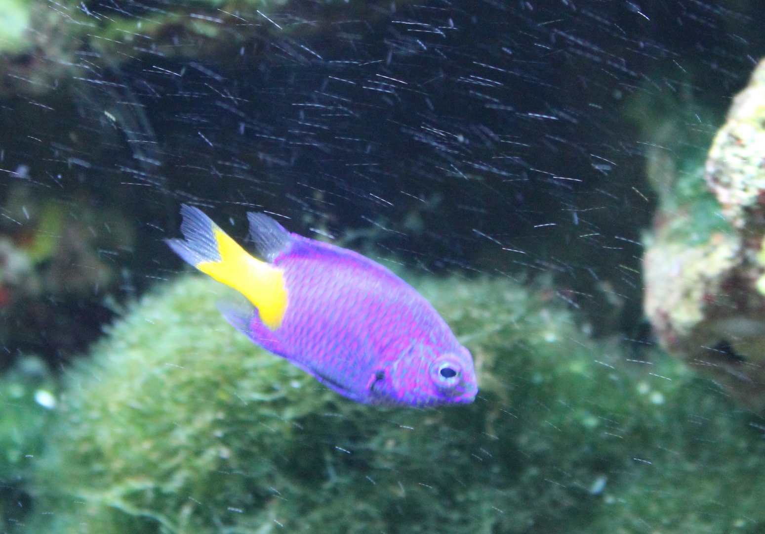 Damselfish