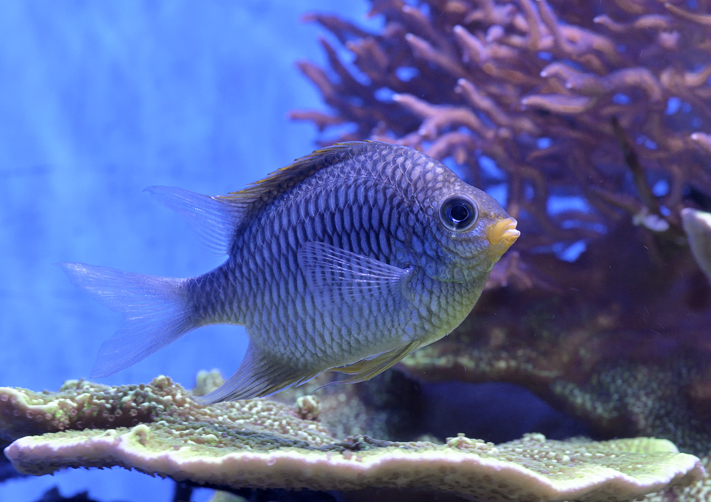 Damselfish