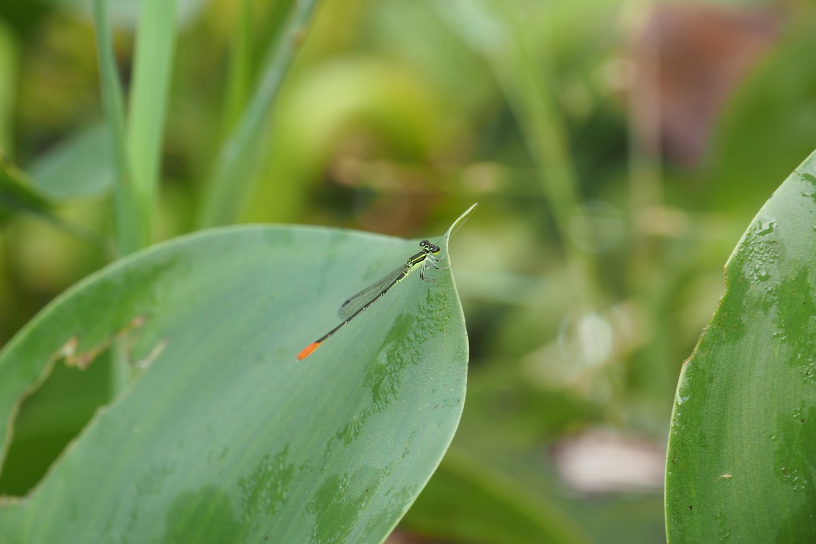 Damselfly - Kinabatangan River, Sabah, Borneo