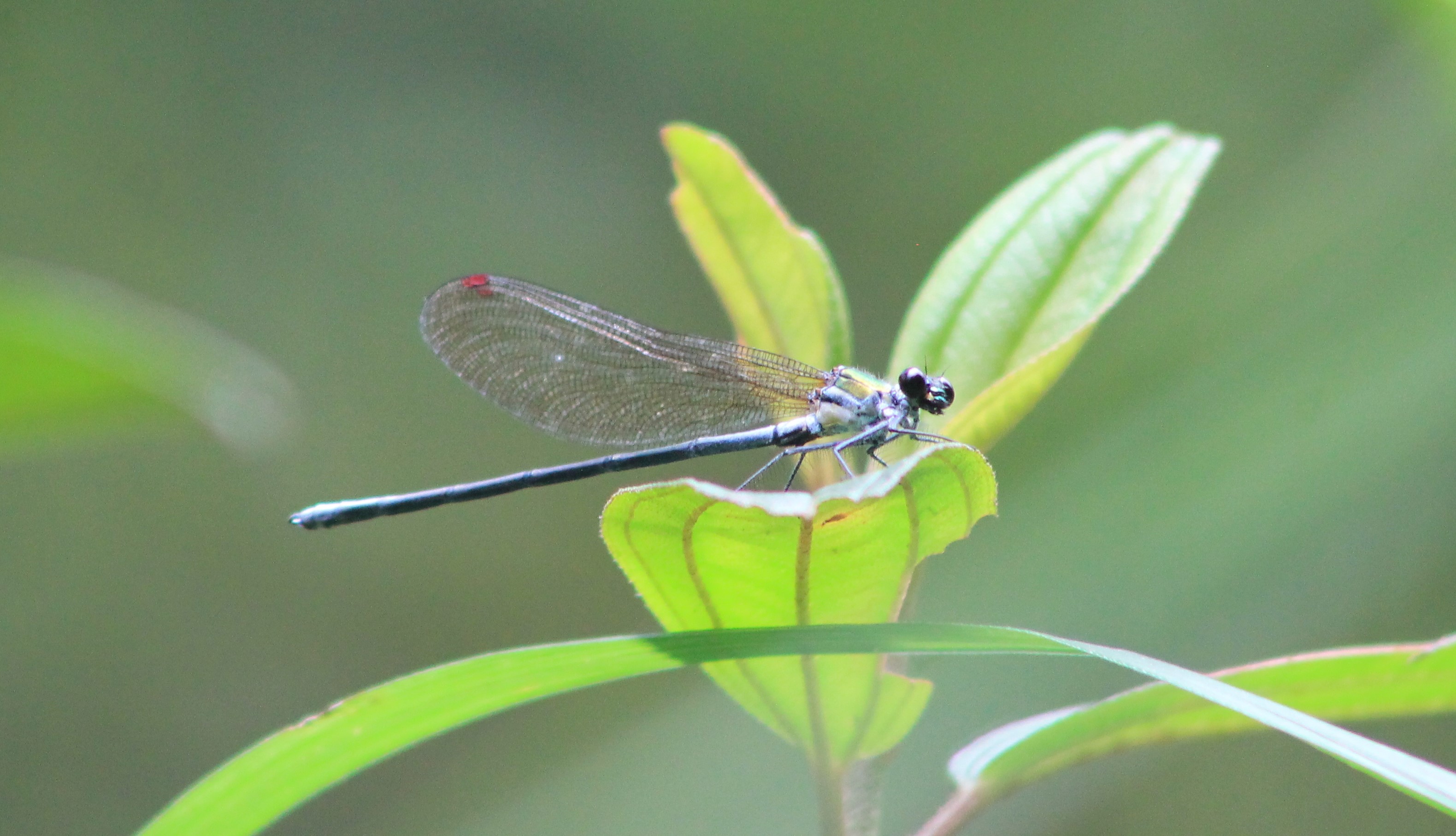 Damselfly