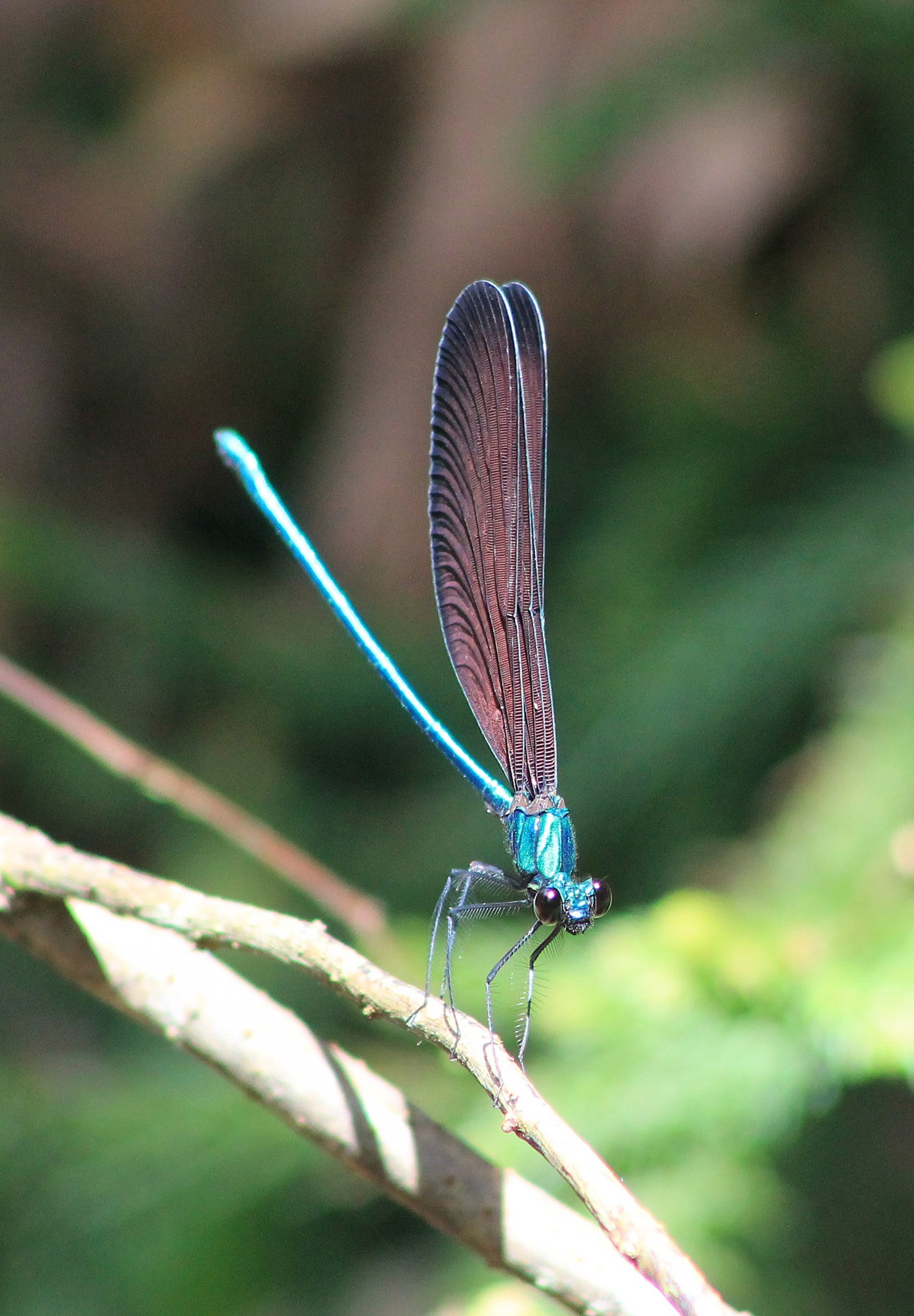 Damselfly