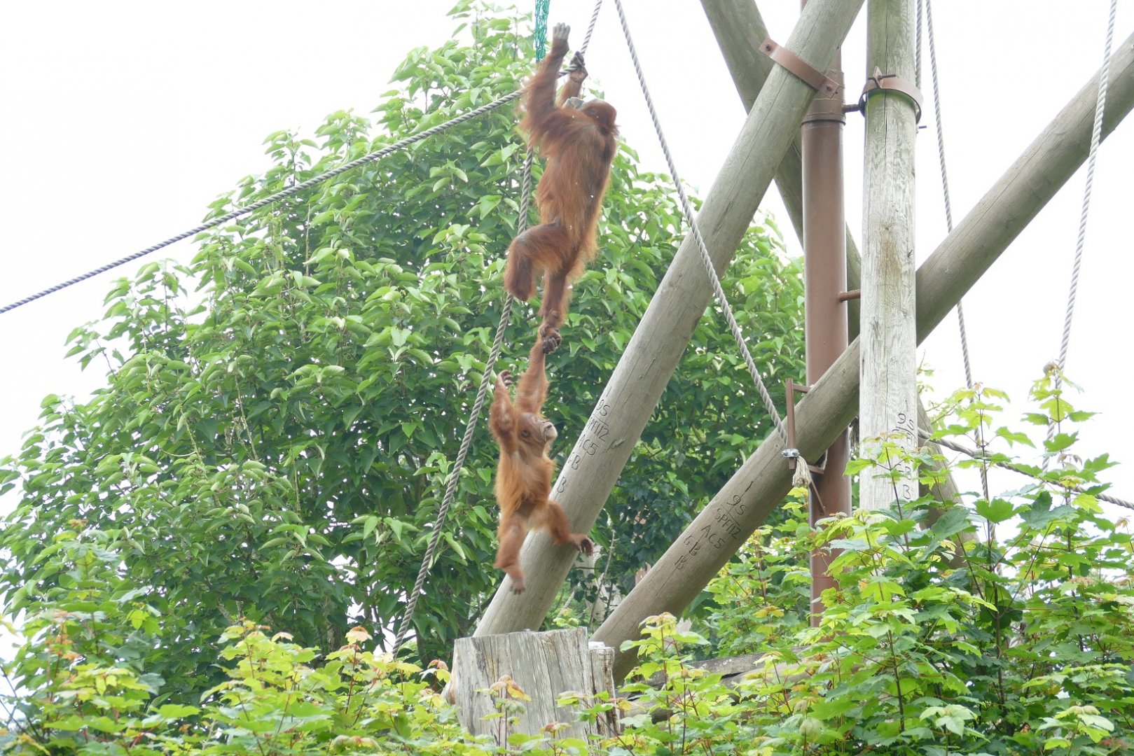 Dana and Kea, June 2018