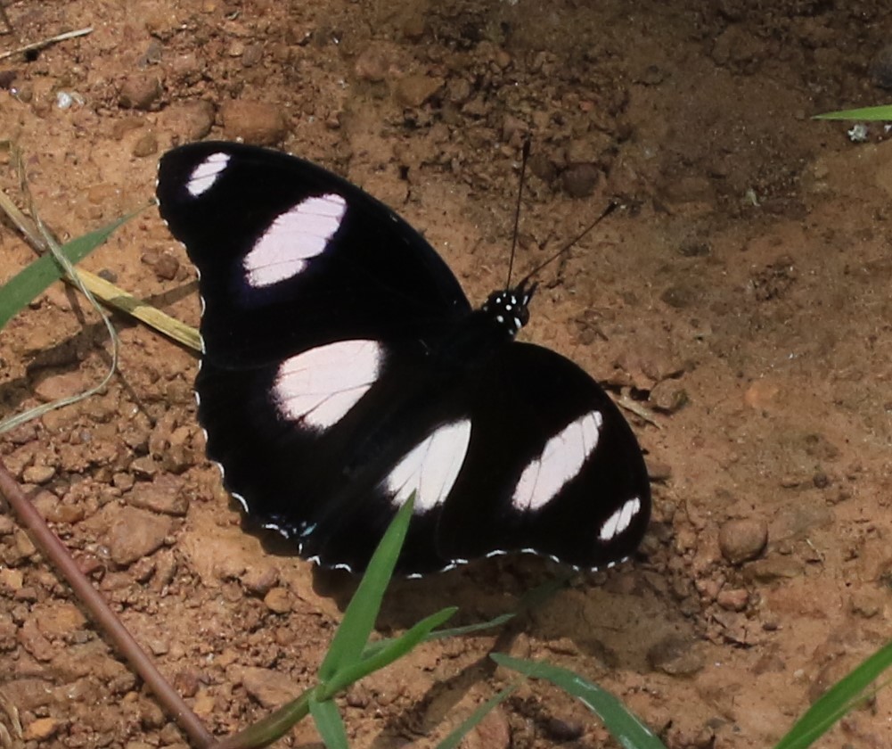 Danaid eggfly