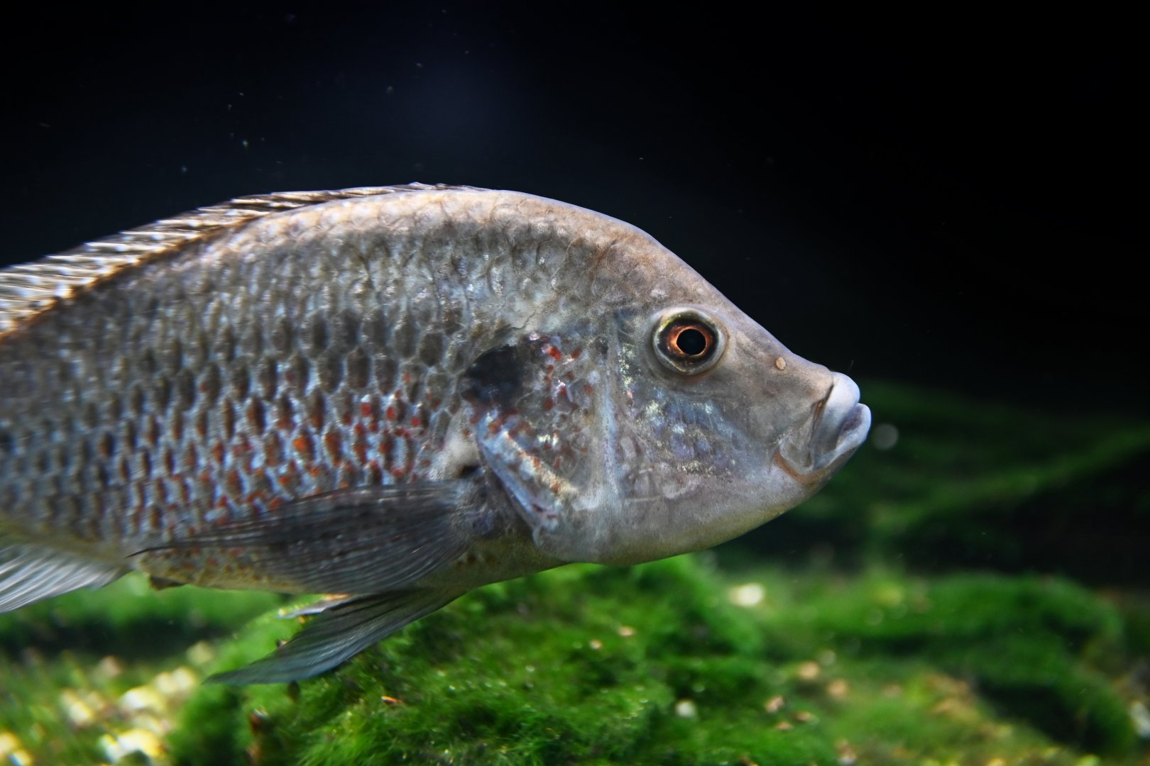 Danakilia sp. Shukoray