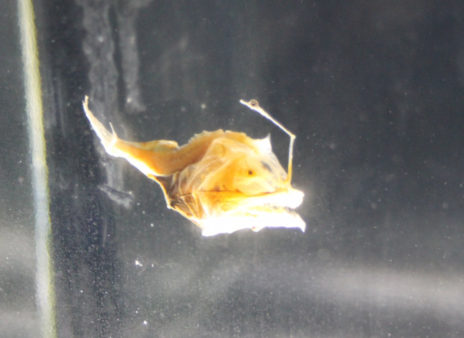 Danaphryne nigrifilis